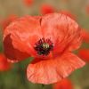 Mohn
