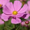 Cosmea