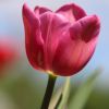 Tulpe