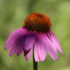 Echinacia