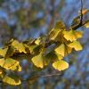 Ginkgo