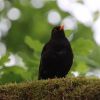 Amsel