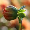 Dahlienknospe