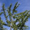 Ginkgo