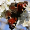 Schmetterling