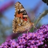 Schmetterling