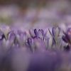Krokusse