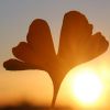 Ginkgo