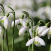 Schneeglöckchen