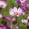 Cosmea