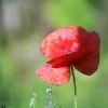 Mohn