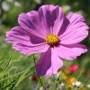 Cosmea