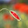 Mohnblumenknospe