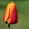 Tulpe