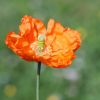 Mohn