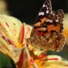 Schmetterling