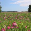 Mohnblumen