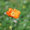 Mohn