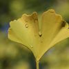 Ginkgoblatt