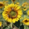 Sonnenblume und Bienen