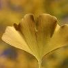 Ginkgo
