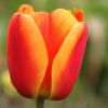 Tulpe
