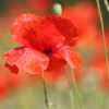 Mohn
