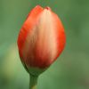Tulpe
