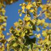 Ginkgo