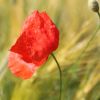 Mohn