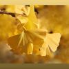 Ginkgo