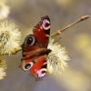 Schmetterling