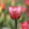 Tulpe