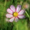 Cosmea