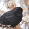 Amsel