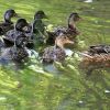 Enten im Wald am Fluss
