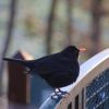 Amsel