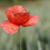 Mohn