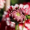 Dahlienknospe