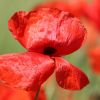 Mohn