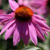 Echinacia