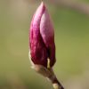 Magnolienknospe