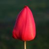 Tulpe