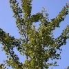 Ginkgo
