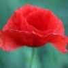 Mohn