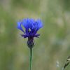 Kornblume