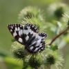 Schmetterling