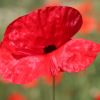 Mohn