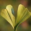 Ginkgo