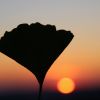 Ginkgo